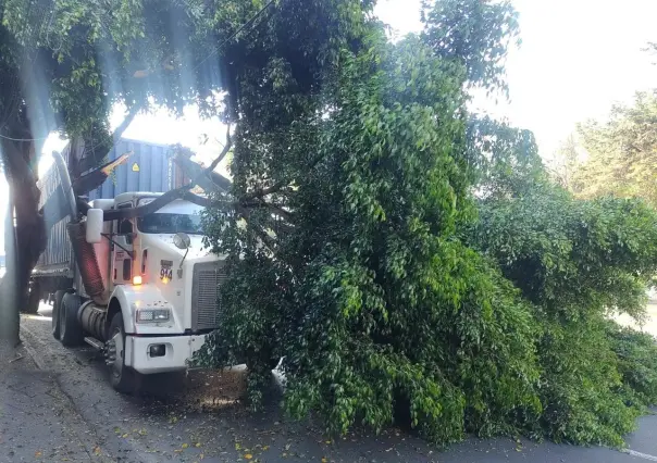 Cae árbol de más de 18 metros de alto tras ser golpeado por un tráiler