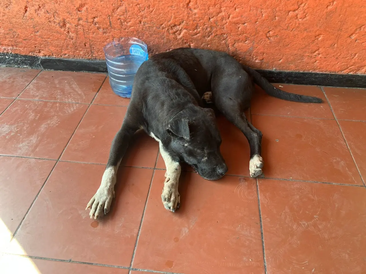 POSTA logró captar el momento en el que un perrito color negro se acuesta dentro de la estación Talleres buscando refugio del calor. Foto: Carolina León.