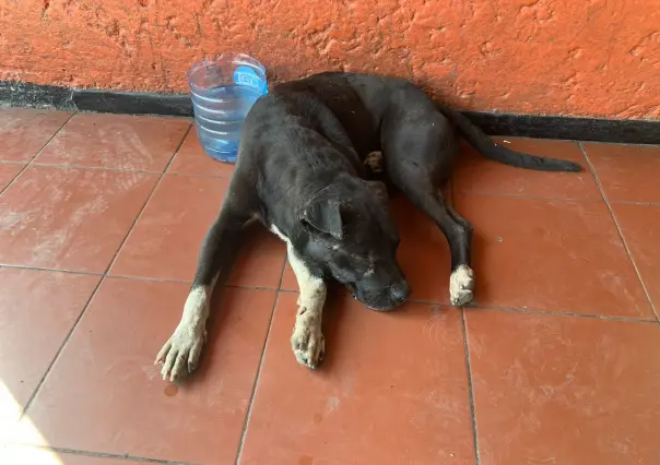 Sufren los lomitos con la ola de calor; se refugian en estación de metro