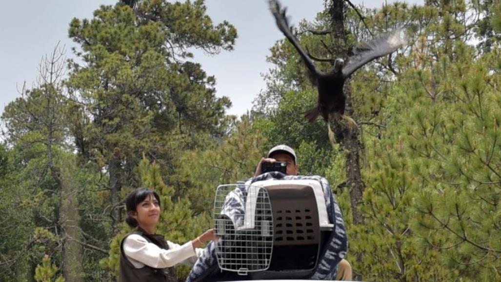 Rescatan en Ecatepec un zopilote negro y lo liberan en reserva natural