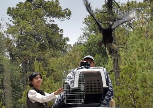 Rescatan en Ecatepec un zopilote negro y lo liberan en reserva natural