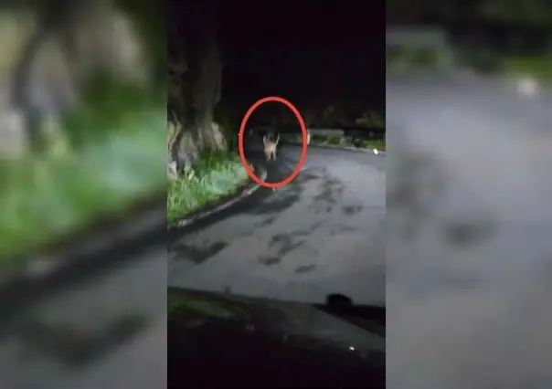 VIDEO: Sorprendente avistamiento de puma en la subida a El Manzano en Santiago