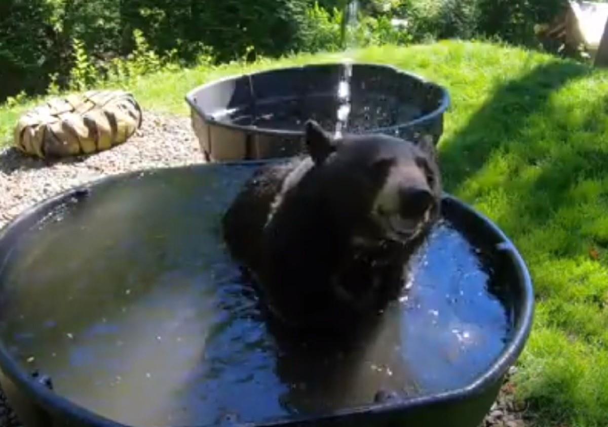 Un oso se da un chapuzón en el patio de una residencia de la zona de Chipinque, en el municipio de San Pedro Garza García, ante la tercera onda de calor. Foto: Especial