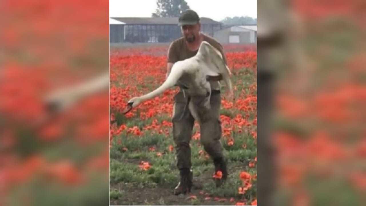 Una vez rescatados, los cisnes fueron sometidos a un proceso de desintoxicación por drogas en una localidad cercana. Foto: Especial/ abc.es