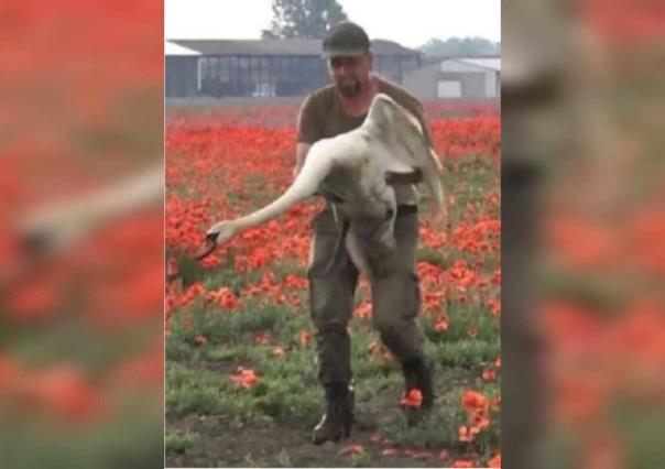 ¡Pásala pa andar iguales! Cisnes quedan varados en plantío de amapola