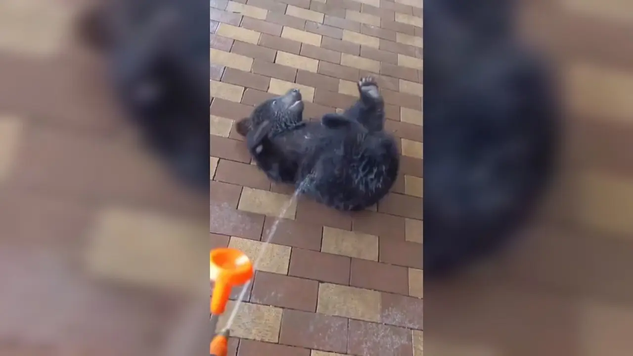 En un video compartido recientemente en Twitter, se aprecia al osezno dando vueltas en el piso y juguenteando con el agua. Foto: Captura de pantalla