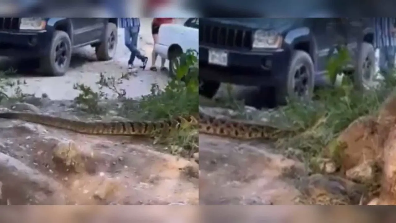 En las publicaciones realizadas por usuarios de Facebook se puede ver como las personas solo se dedicaron a grabar mientras la serpiente seguía su camino. Foto: Especial/ POSTAMX