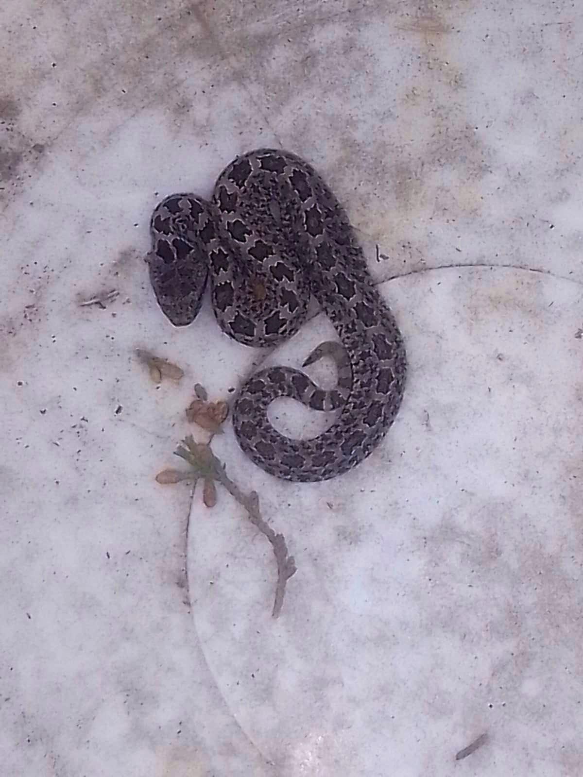 La serpiente fue asegurada por las autoridades. Foto: @LetyVarela