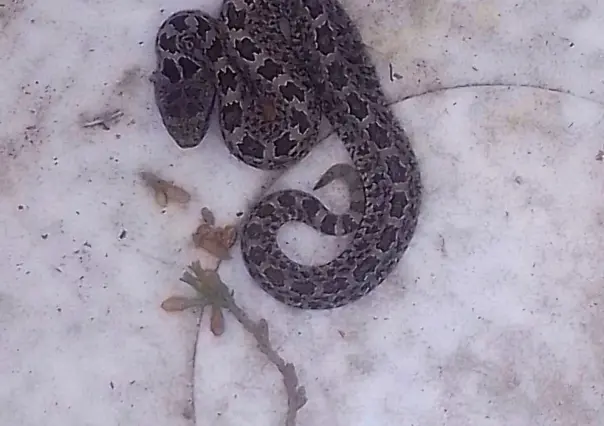 Encuentran otra serpiente al interior de una vivienda en la Ciudad de México