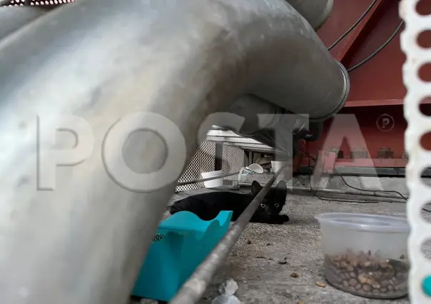 Piden vecinos apoyo para rescatar a gatito atrapado en Paseo Santa Lucía