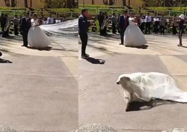 Firulais roba velo a novia en sesión de fotos