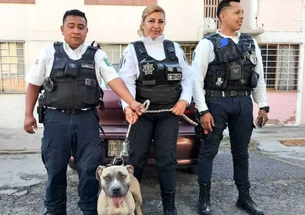 ¡Son héroes! Salvan policías a perro que casi muere por calor extremo