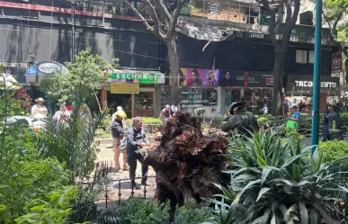 Árbol de más de 20 metros de altura cae sobre dos autos en la Benito Juárez