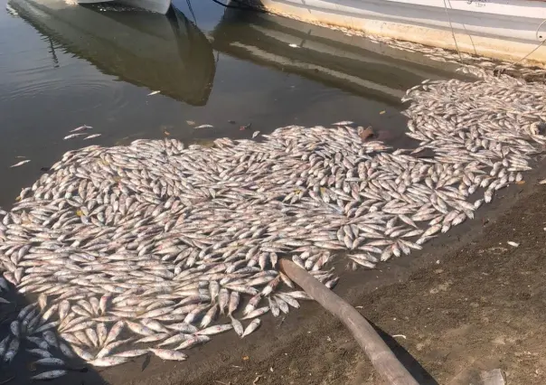 Encuentran cientos de sardinas muertas en costas de Sinaloa