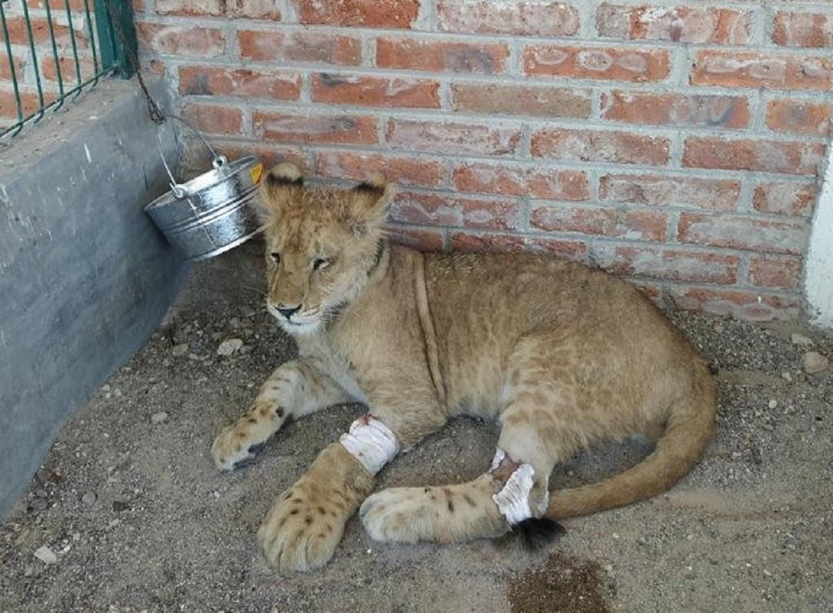 El cachorro de león africano fue trasladado a un PIMVS para recibir el cuidado y la recuperación adecuados. Foto: Twitter @PROFEPA_Mx