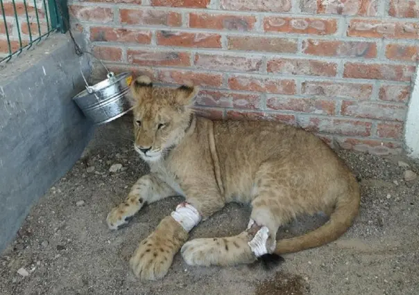 Rescatan a cachorro de león africano en Celaya, Guanajuato