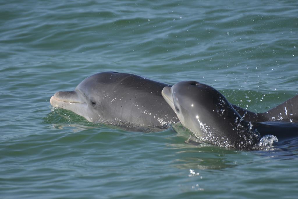 En esta fotografía, delfines nariz de botella nadan en aguas abiertas frente a la bahía de Sarasota, en Florida. (Sarasota Dolphin Research Program vía AP)