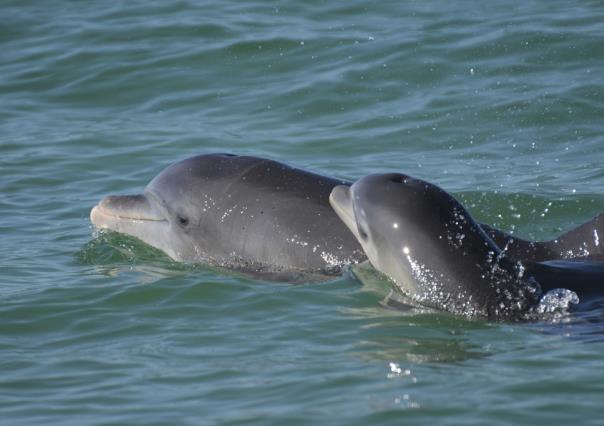 ¿Se saben el tingolilingo? Delfines usan lenguaje infantil con sus crías