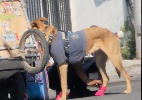 VIDEO: Hace zapatos de tela para que los perros no se quemen las patas