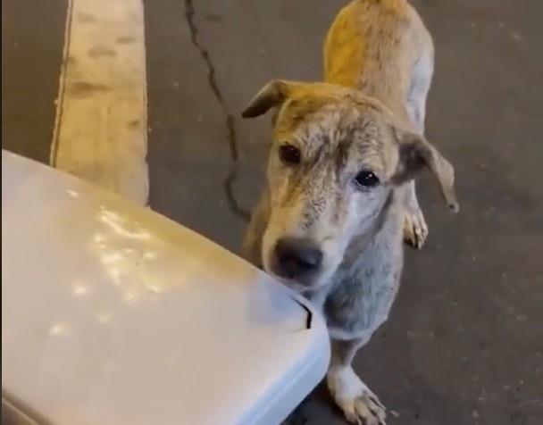 Con ayuda de un tenedor, la joven le da de comer al animalito, quien incluso hasta obedece a la mujer quien le dice que se siente para que así pueda darle mejor de comer. Foto: TikTok @paulitojara2022.