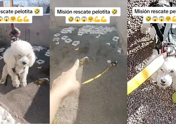 ¡Que Tom Cruise ni que nada! Tienes que ver a este perrito rescatar su pelota