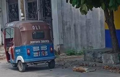 ¡Monstruo! Mototaxista ata a perro y lo arrastra por calles de Oaxaca