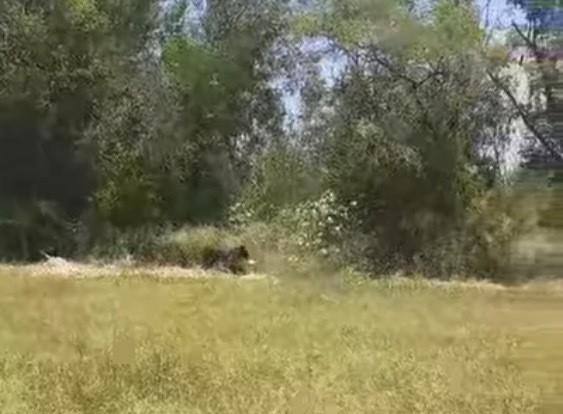 Captan a oso paseando cerca de un supermercado en Cadereyta