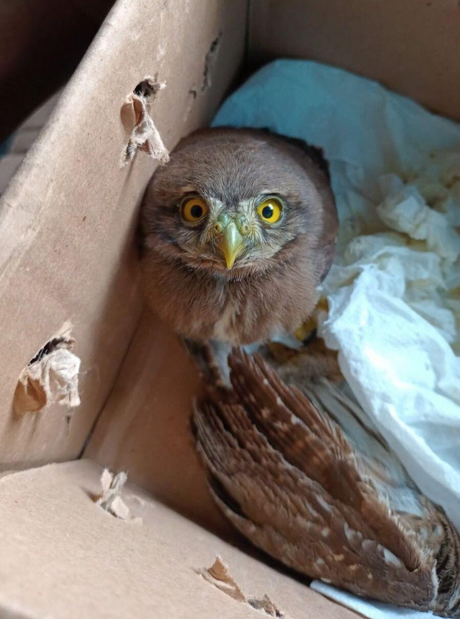 Traficante de aves exóticas es detenido por la SSC en Venustiano Carranza