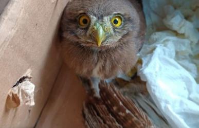 Traficante de aves exóticas es detenido por la SSC en Venustiano Carranza