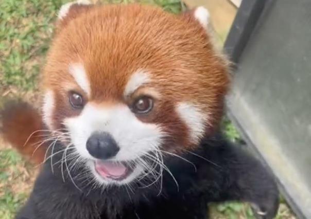 ¡Que lindo! Pandita rojo emite ternura al recibir trozos de manzana