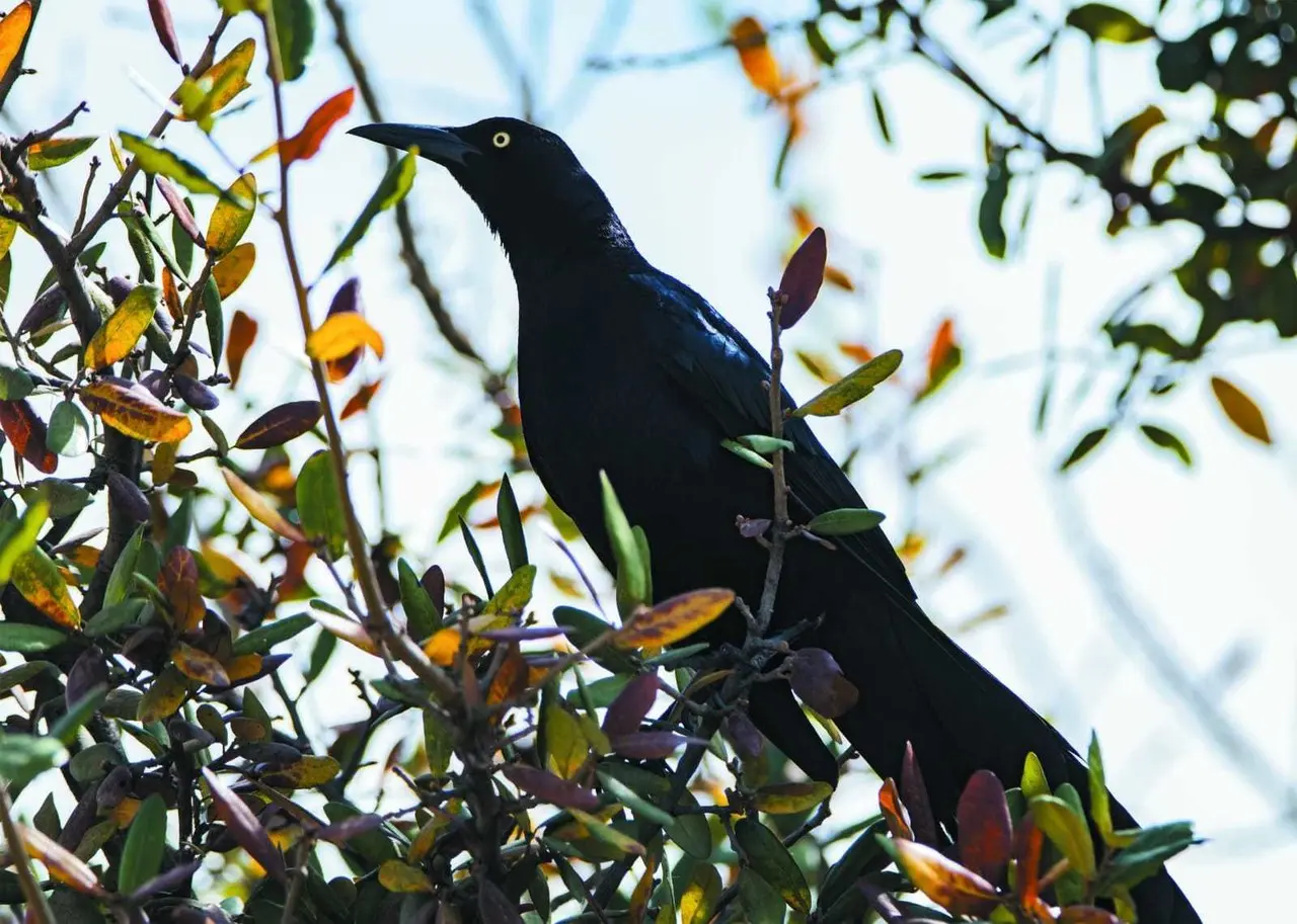 El zanate mexicano es una de las aves más frecuentemente vistas en Nuevo León. Foto: birdingmonterrey.com