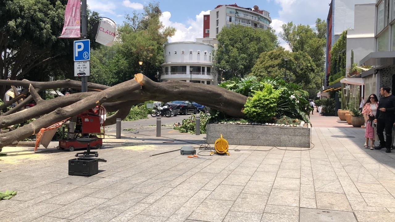 El árbol cayó en la zona zona de Polanco. Foto: Ramón Ramírez