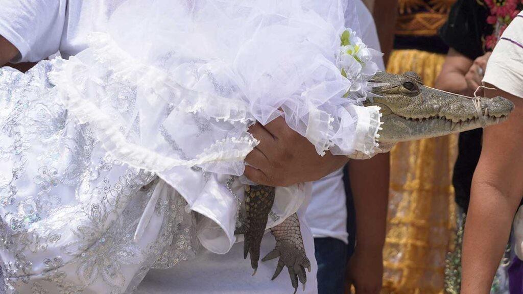 Alcalde de Oaxaca se casó con una caimán. Foto. AFP