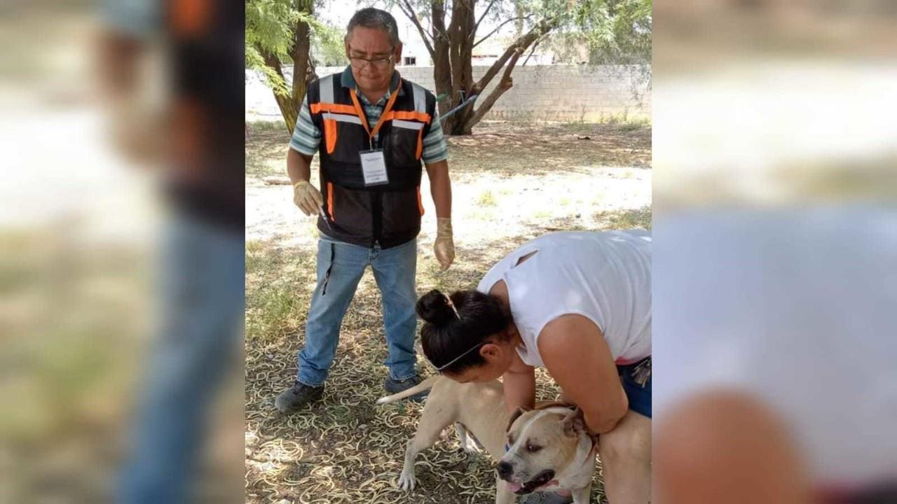 Perros y gatos recibieron vacunas y servicios de esterilización sin costo alguno, con el objetivo de ayudar a que no siga creciendo la población de animales callejeros. Foto: Ayuntamiento de Gómez Palacio.