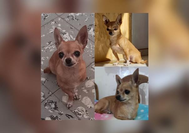 Piden justicia para Cloe, perrita Chihuahua que se reportó como perdida