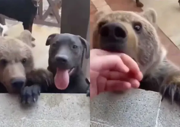 VIDEO: ¡Mejores amigos! Osito se comporta y juega con perros