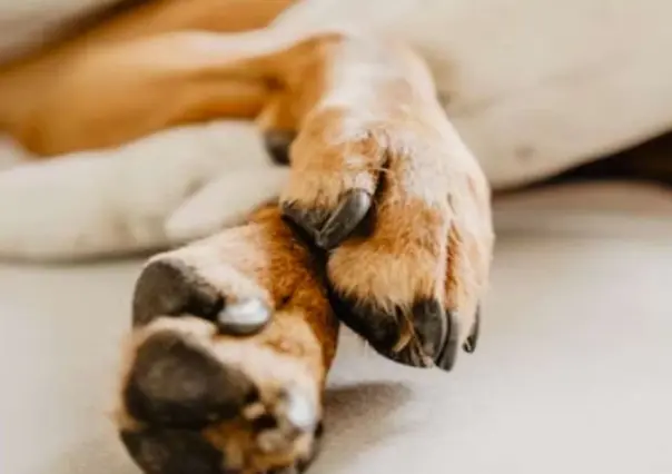 Muere perro tras golpiza en Querétaro