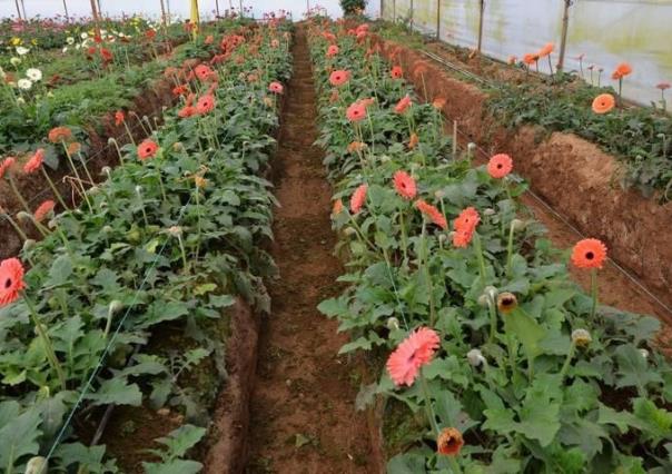 Prevén que llegue hasta 40% la producción de flores en Estado de México