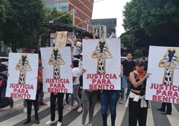 ¡Salven a Benito!, la jirafa que dicen, vive en condiciones deplorables