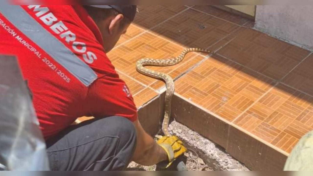 Un gran alivio fue el que sintió la familia que habita en el domicilio donde elementos de Protección Civil y Bomberos capturaron a una serpiente chirrionera. Foto: Facebook Ayuntamiento de Gómez Palacio.