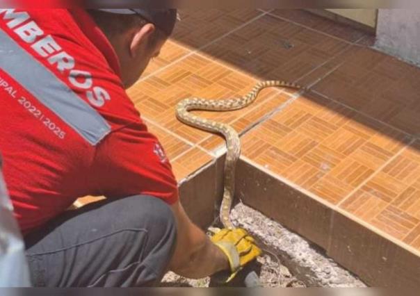 Capturan una serpiente dentro de una vivienda en Gómez Palacio