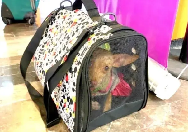 Encuentran adorable perrito en Aeropuerto de Monterrey; busca a su dueño