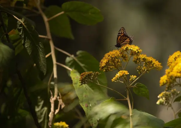 Fomentan cuidado y protección de la biosfera de la mariposa monarca