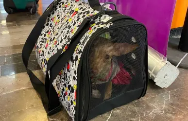 Perrito olvidado en Aeropuerto Monterrey espera reencuentro con sus dueños