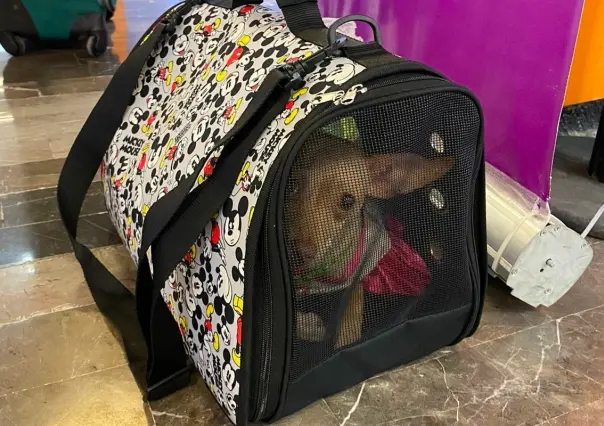 Perrito olvidado en Aeropuerto Monterrey espera reencuentro con sus dueños