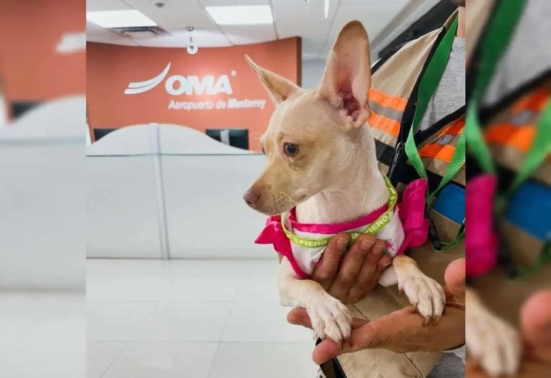 El perrito se llama Keysi, y el día de hoy fue entregada a Volaris para que se reencuentre con su familia. Foto: Aeropuerto de Monterrey.