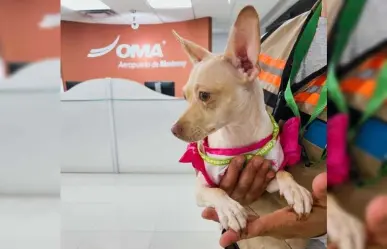 ¡Se llama Keysi! Dueños de perrito se reportan con Aeropuerto de Monterrey