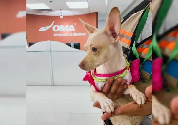 ¡Se llama Keysi! Dueños de perrito se reportan con Aeropuerto de Monterrey