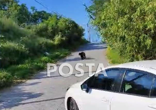 Vuelve oso “trepador” a Cadereyta