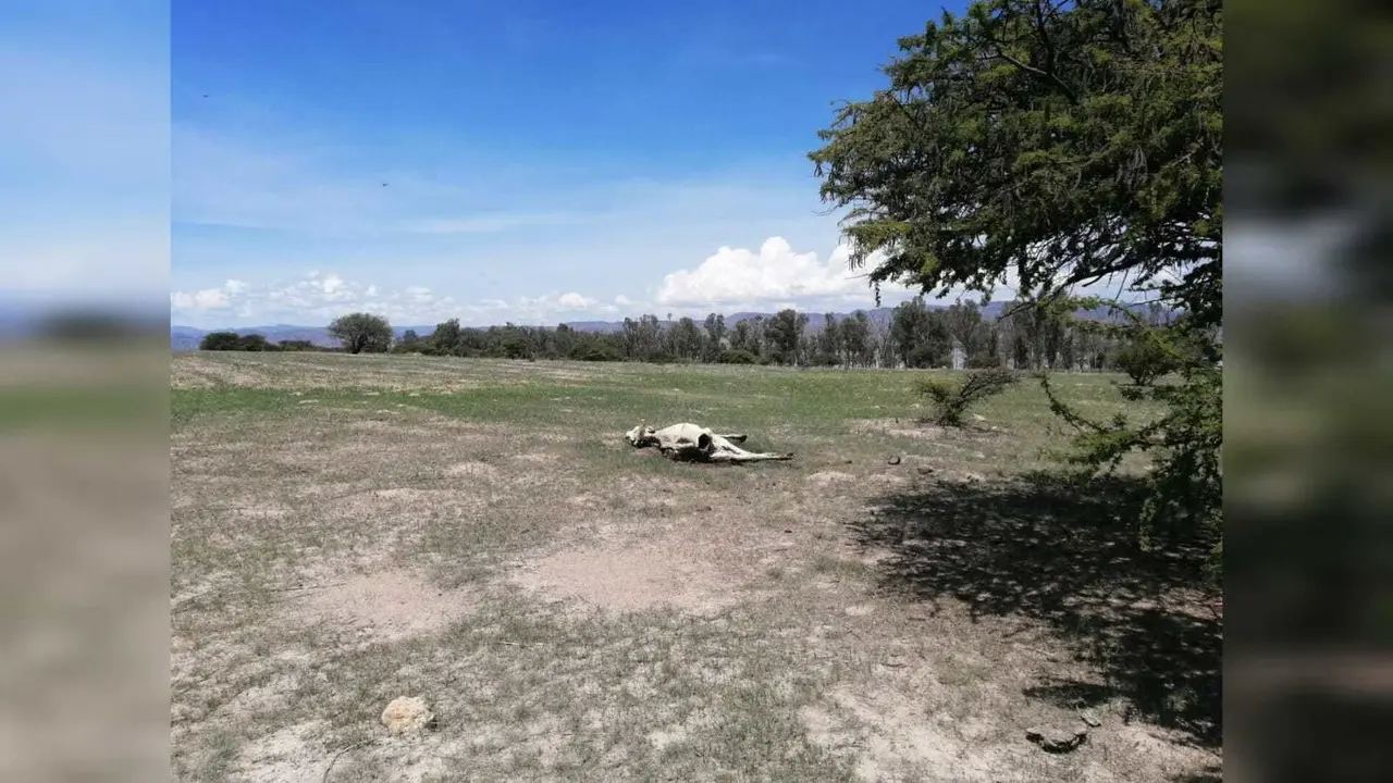 Se tienen contabilizadas al menos 18 mil cabezas de ganado muertas a causa de la actual sequía que se vive en el estado. Foto: Aida Campos.